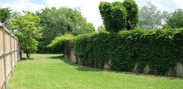 Pool area back fence